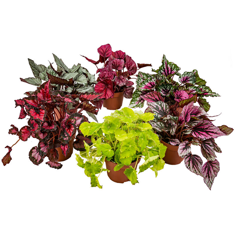 Bloomique - 6x Begonia Beleaf Mix – Feuillage Begonia – Peu d'entretien – ⌀12 cm - ↕20-25 cm