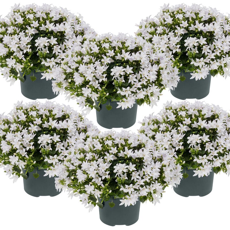 6x Campanule 'Ambella White' - Campanule - Couvre-sol - Rustique – ⌀10.5 cm - ↕10-15 cm