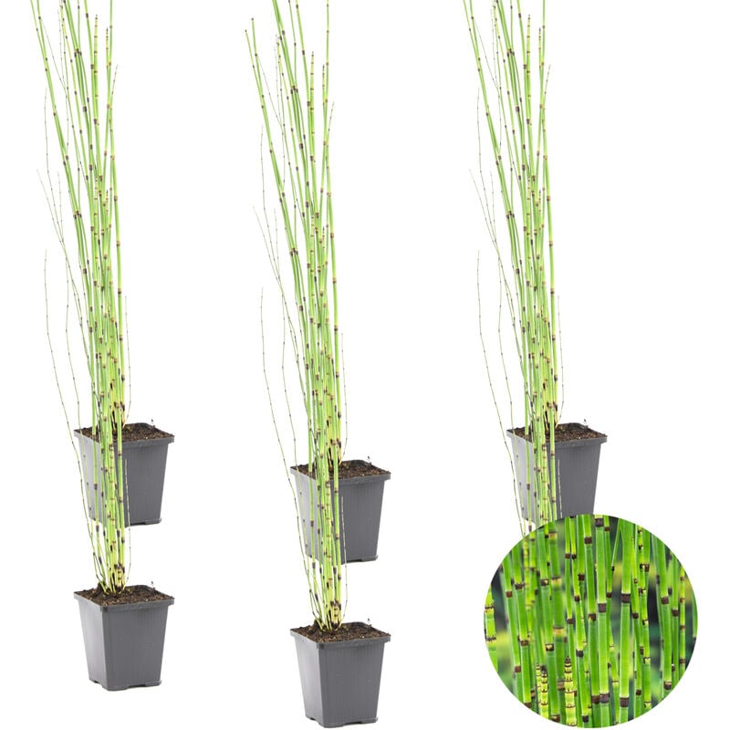 Bloomique - 6x Equisetum Japonicum - Pipe creuse japonaise - Facile d'entretien - ⌀9 cm - ↕20-30 cm - Green