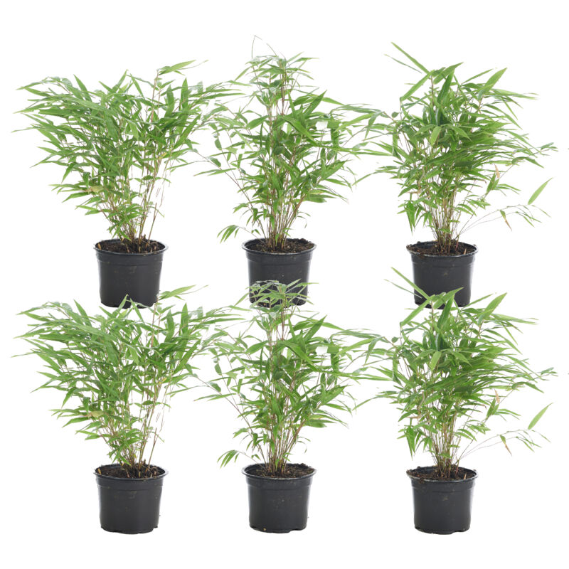 6x Fargesia Formidable P10H30