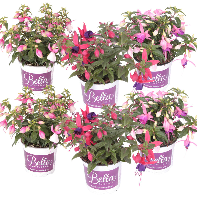 6x Fuchsia Bella Mix Staand P10.5H20