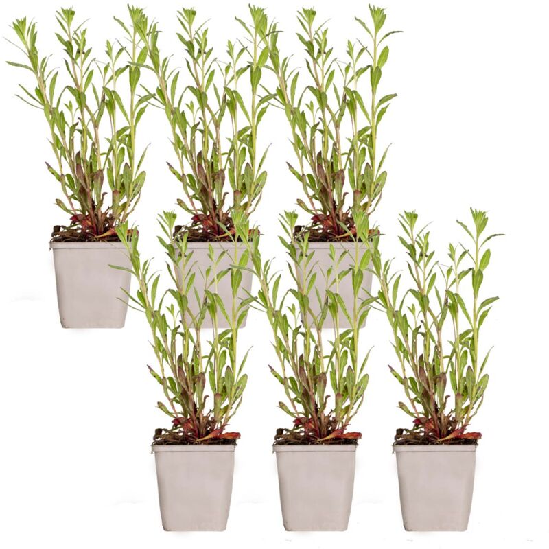 6x Gaura lindheimeri P9H15