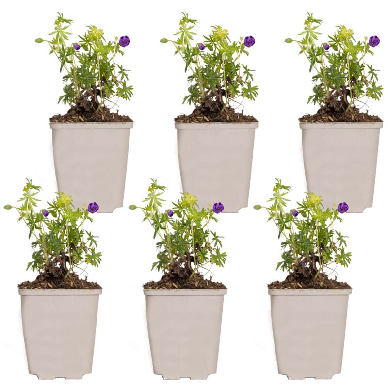 6x Geranium sanguineum P9H15
