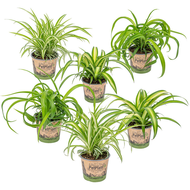 Bloomique - 6x Grass Lily Mix - Grass Lily - Plantes d'intérieur - Purificateur d'air – ⌀12 cm - ↕20-25 cm - Green