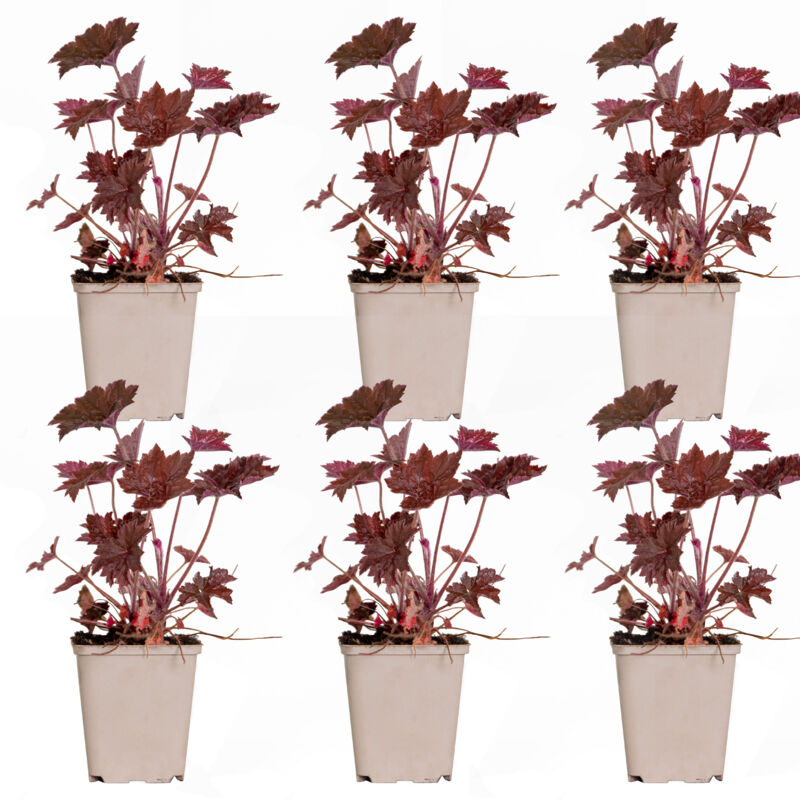 6x Heuchera mic. Palace Purple P9H15