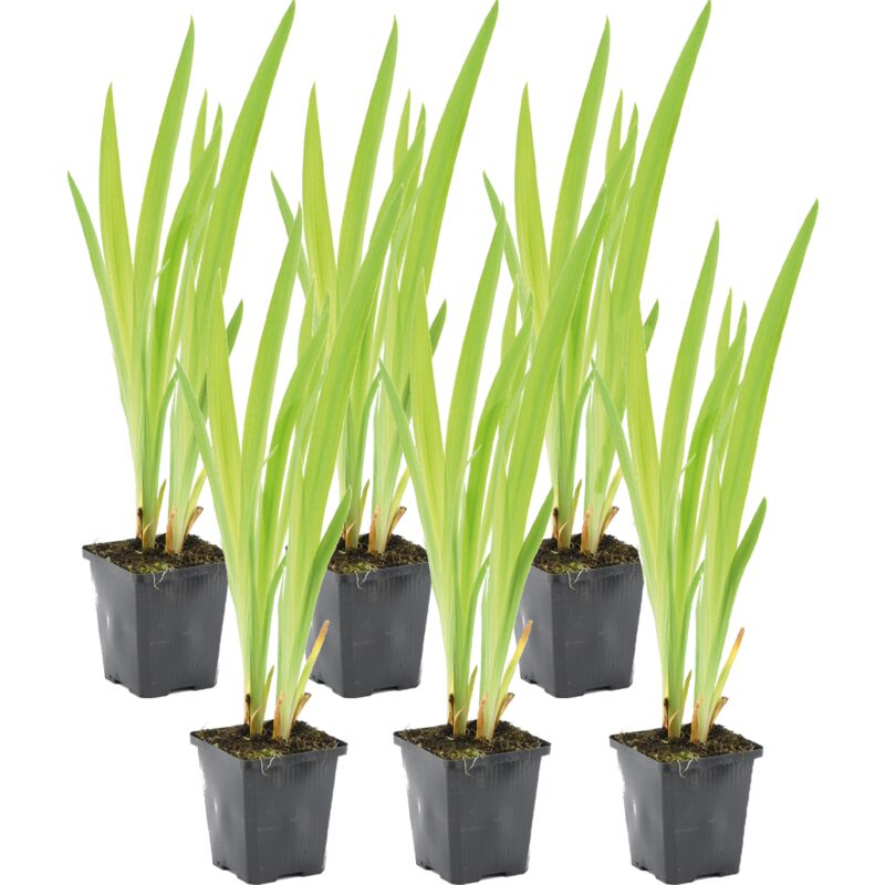 6x Iris Versicolor P9H30