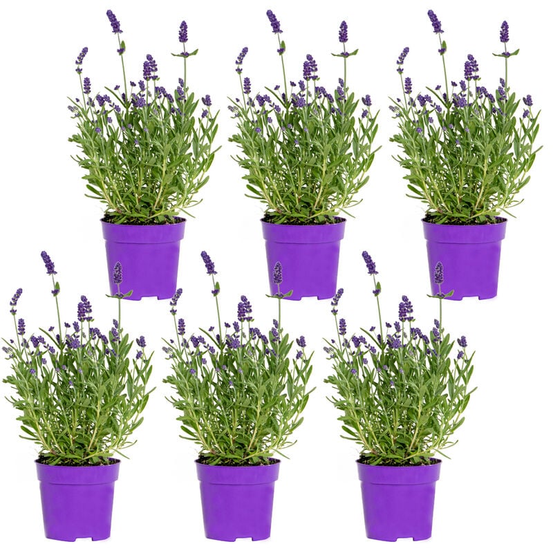 Bloomique - 6x Lavandula angustifolia 'Ardèche Blue' - Lavande - Arbuste - Rustique – ⌀10.5 cm - ↕10-15 cm - Purple