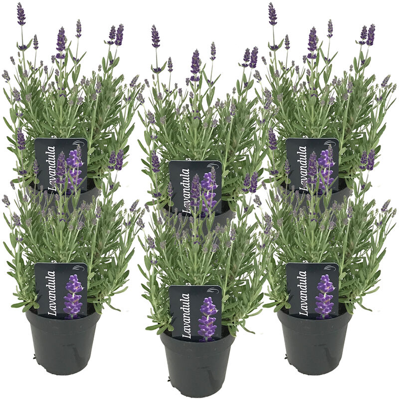 Bloomique - 6x Lavandula angustifolia 'Ardèche' - Lavande - Arbuste - Rustique – ⌀12 cm - ↕20-25 cm - Purple