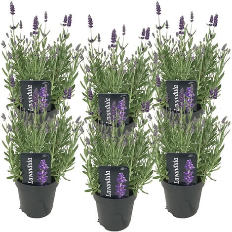 BLOOMIQUE 6x Lavandula angustifolia 'Ardèche' - Lavande - Arbuste - Rustique – ⌀12 cm - ↕20-25 cm