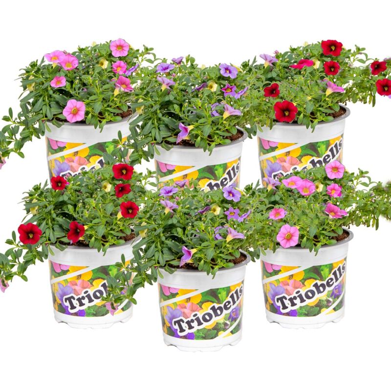 6x Voorverpakt Calibrachoa mix P10.5H15