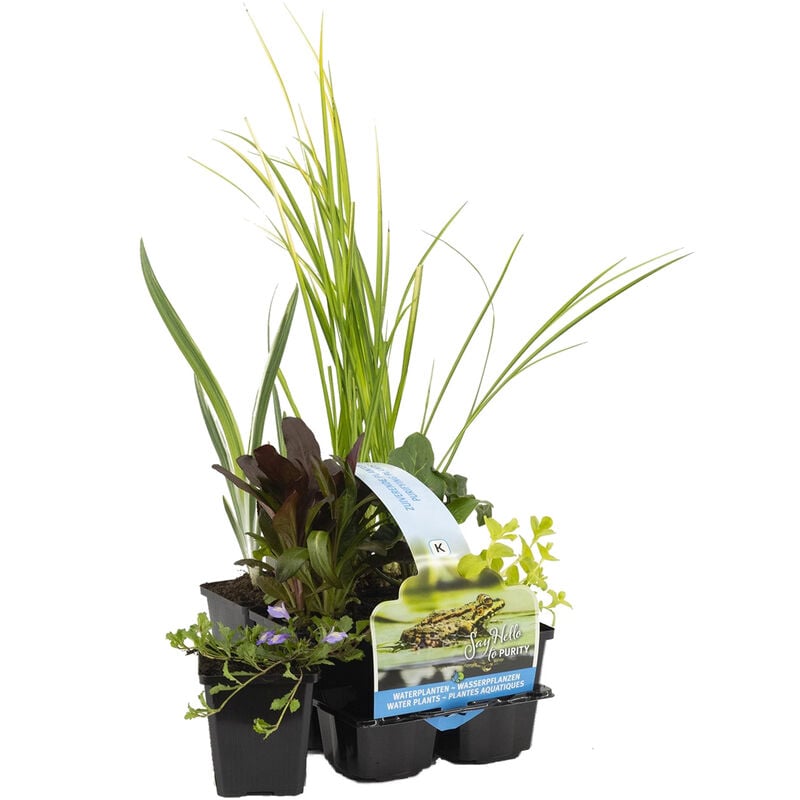 Bloomique - 6x Mélange de Plantes de Bassin Purifiantes – Zone 2 & 3 – Faible Entretien - ⌀9 cm - ↕05-20 cm - Green