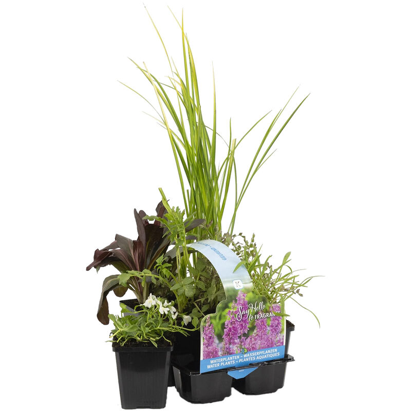 Bloomique - 6x Mélange de Plantes Parfumées pour Bassin – Zone 2 & 3 – Faible Entretien - ⌀9 cm - ↕15-25 cm - Green