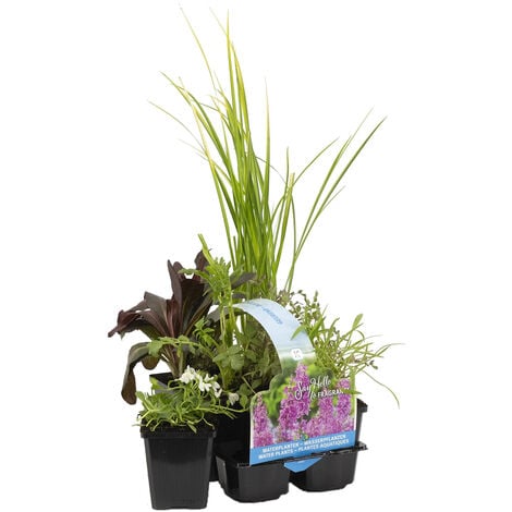 BLOOMIQUE 6x Mélange de Plantes Parfumées pour Bassin – Zone 2 & 3 – Faible Entretien - ⌀9 cm - ↕15-25 cm