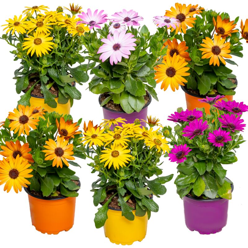6x Voorverpakt Osteospermum P10,5H20