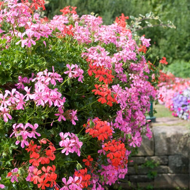 Bloomique - 6x Pelargonium Peltatum Mix Hangend P10,5H20