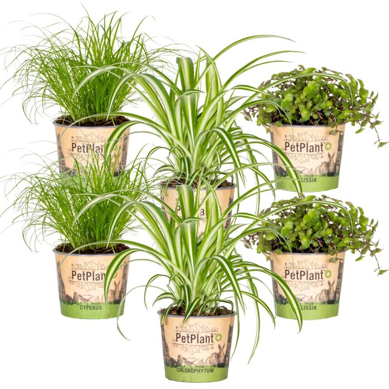 Bloomique - 6x Pet Friendly Mix - Cyperus - Chlorophytum - Callisia - Plante d'intérieur – ⌀12 cm - ↕15-25 cm