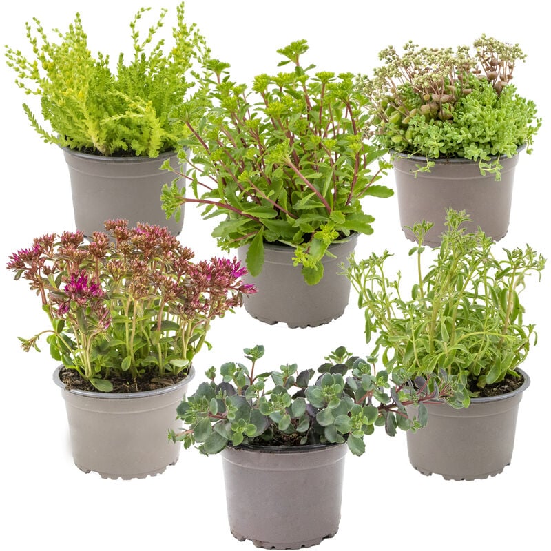 Bloomique - 6x Rockplants Mix – Plantes de rocaille – Couvre-sol – Facile d'entretien – ⌀14 cm - ↕10-15 cm