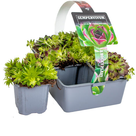 6x Sedum Mix – Plantes de rocaille – Couvre-sol – Facile d'entretien – ⌀07 cm - ↕05-08 cm - Green