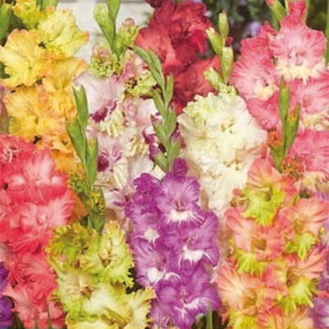 7 Glaïeuls Ruffled Mix. . Marque : Jub. Réf. : 105990