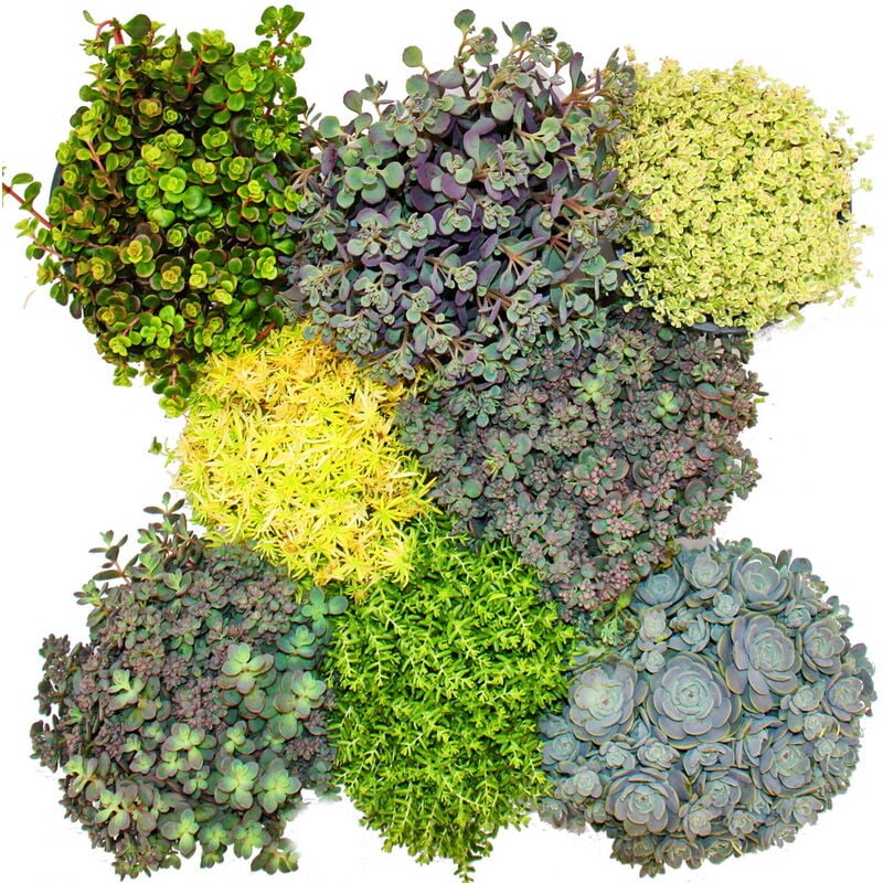 8 plantes Hardy Sedum - orpin - jeu de couleurs varié