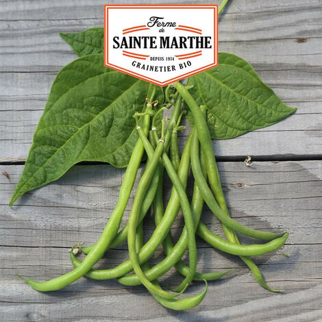 80 grammes Haricot Nain Pongo Filet Mangetout - La ferme Sainte Marthe