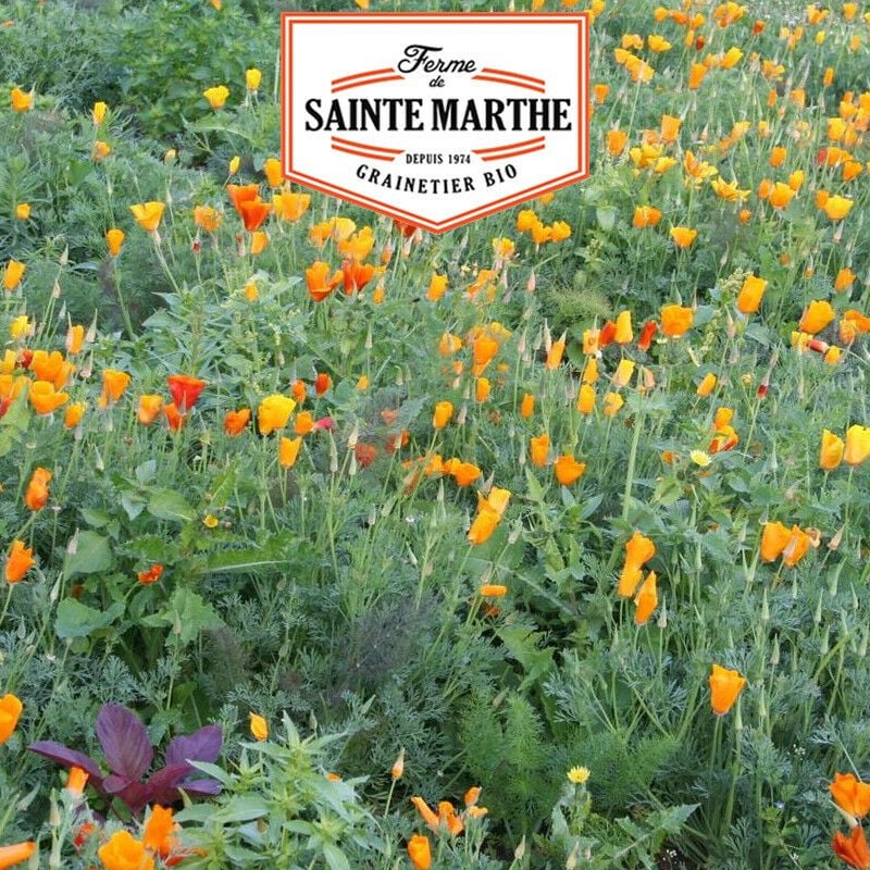 La Ferme Sainte Marthe - Pavot de Californie - 800 graines