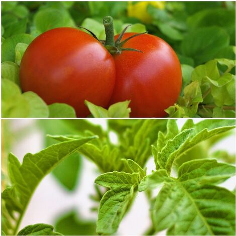 Tomate rastrero