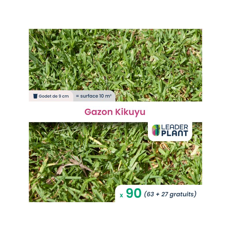 Leaderplantcom - 90 Kikuyu - Gazon Kikuyu en godet pour une surface de 10m²