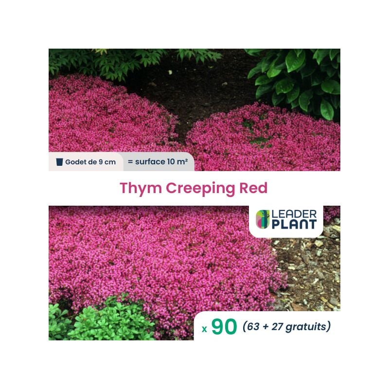 90 x Thym Creeping Red en godet