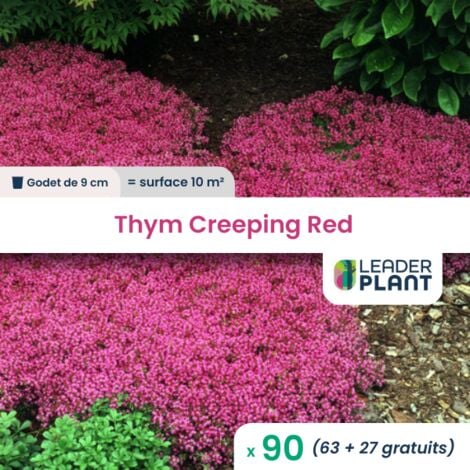 90 Thym rampant Creeping Red en godet pour une surface de 10m²