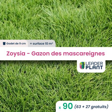 90 Zoysia - Gazon des Mascareignes Pour une surface de 10m²