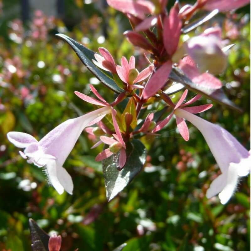 Abélia (Abelia Grandiflora) - Godet - Taille 13/25cm