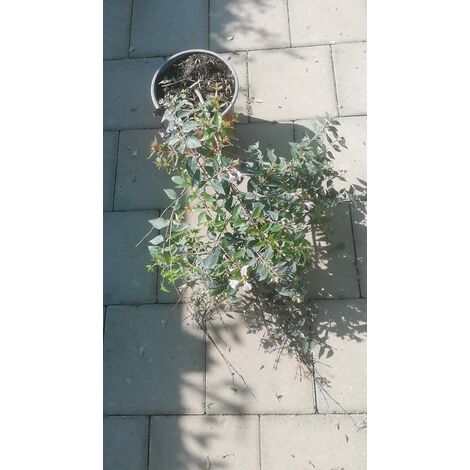 Abelia Edouard Gaucher v16