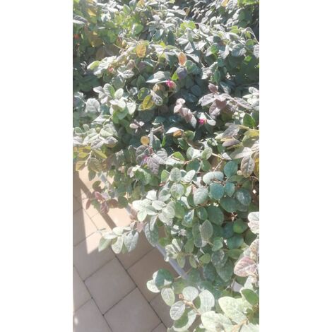 Abelia Grandiflora 16