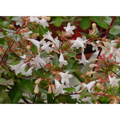 Abelia Grandiflora plante 18cm pot