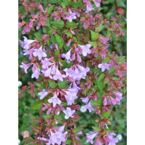 Abélia 'Pink pong' Pot de 3L/4L