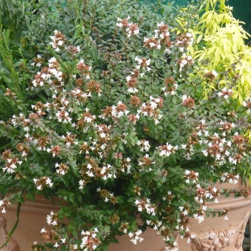 Abélie à grandes fleurs Sherwood/Pot de 10L - Rose
