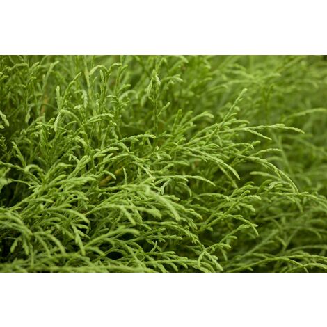 Abendländischer Lebensbaum 'Mr. Bowling Ball' Thuja occidentalis 'Bowling Ball' 2L 20-  30