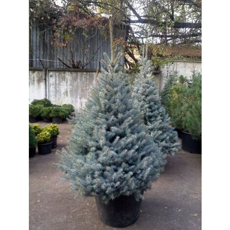 Abete argentato pino blu "Picea pungens glauca Blue Diamond" pianta in vaso 18 cm h. 50/60 cm