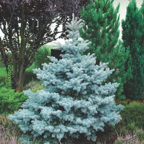 Abete Blu Argentato "Picea Pungens Kosteriana Hoopsii" in mastello h. 120/140 cm