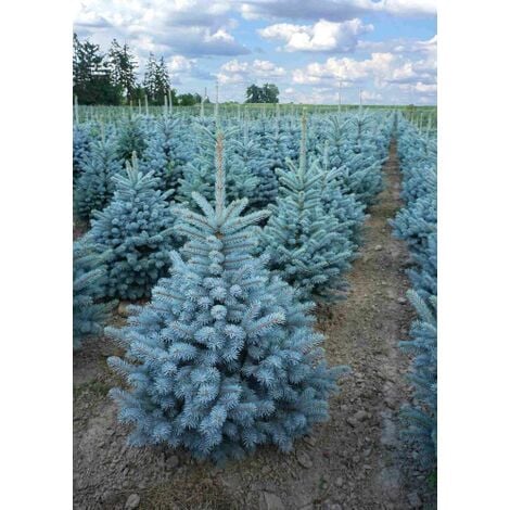 Abete blu pino argentato "Picea pungens Super Blue Seedling" pianta in vaso 11 cm