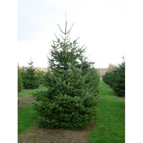 Abete del Caucaso "Abies nordmanniana" pianta in vaso  19 cm H 30/40 cm