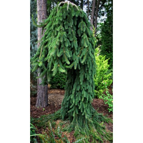 Abete rosso piangente "Picea abies inversa pendula" pianta in vaso Ă¸50 cm h. 200/250 cm