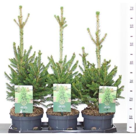 Abete rosso "Picea abies" Peccio Albero di Natale pianta in vaso 1 litro h 40/60 cm