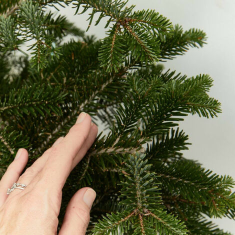 Árboles de Navidad naturales