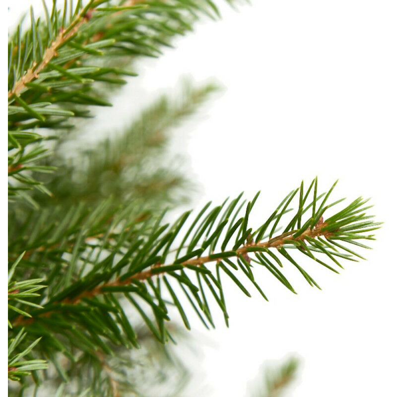 

ABETO NATURAL PICEA EXCELSA REPICADO - 50 - 75cm