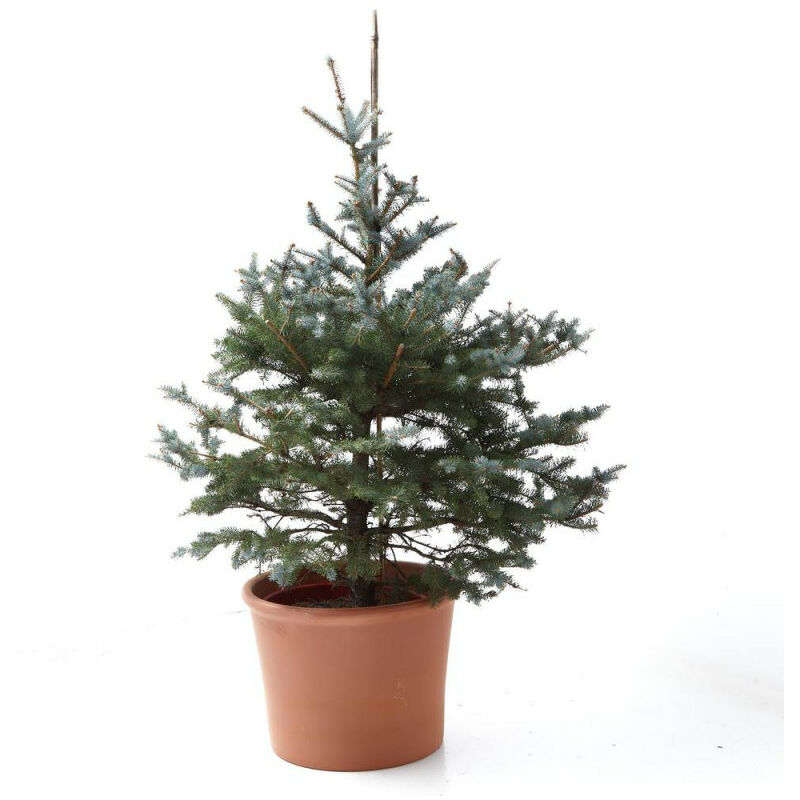 

ABETO NATURAL PICEA PUNGENS - 125 - 150cm