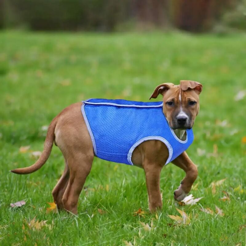 Abito Vestito Pettorina Rinfrescante Refrigerante Per Cane Taglia m Fino a 66 Cm