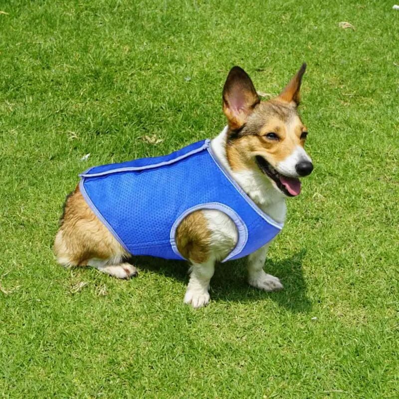 Abito Vestito Pettorina Rinfrescante Refrigerante Per Cane Taglia s Fino a 50 Cm