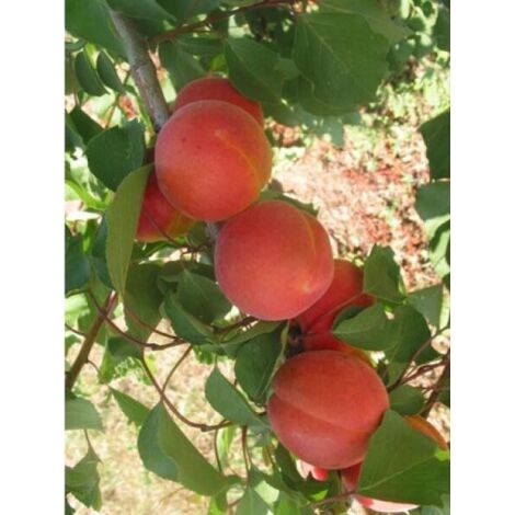Abricotier 'Bergeron' Pot de 7,5L/10L, Gobelet